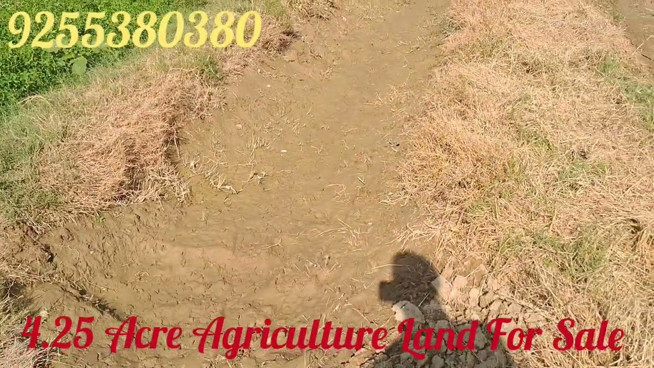 4.25 Acre Agriculture Land For Sale in Haryana | 9255380380 | #farming