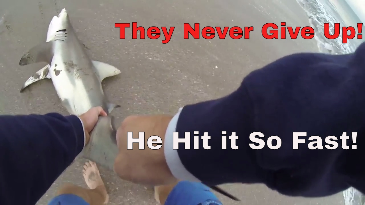 Catching a Shark on a Topwater Lure!?! (Blacktip Shark Migration)
