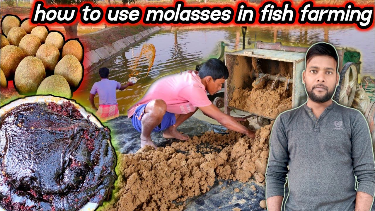 how to use molasses in fish farming | growth zooplankton in pond | grow good bacteria in pond