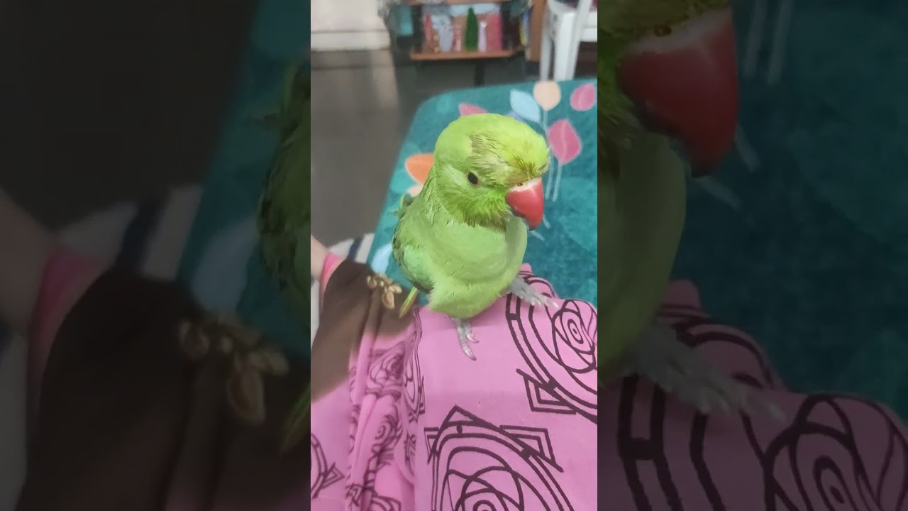 मिट्ठू के भीगे हुए पंख ऐसे दिखाए #parrot #cute #viral #youtube #