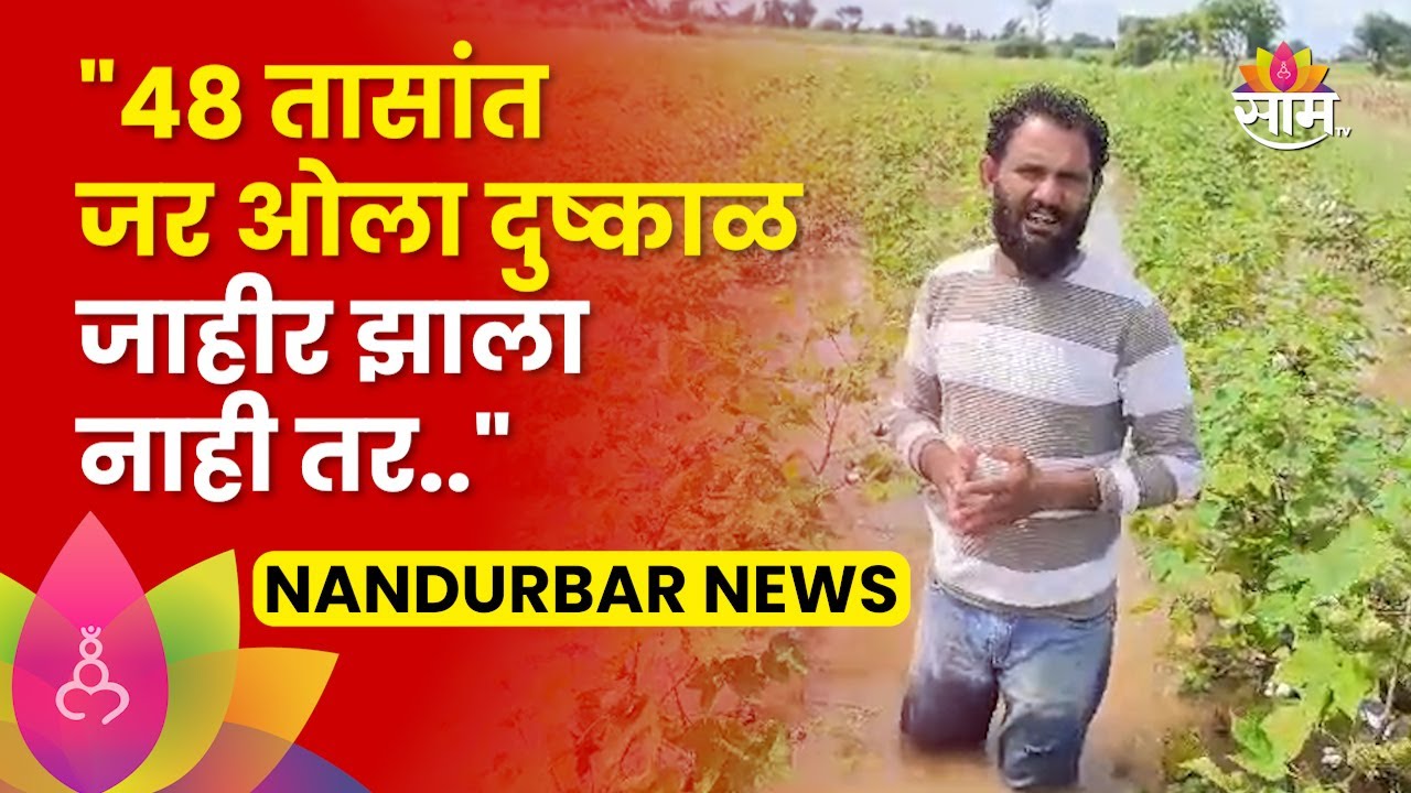 Nandurbar Rain News : नंदुरबार जिल्ह्यात परतीच्या कापुस पिकाचं नुकसान, शेतकऱ्यांची आक्रमक भूमिका