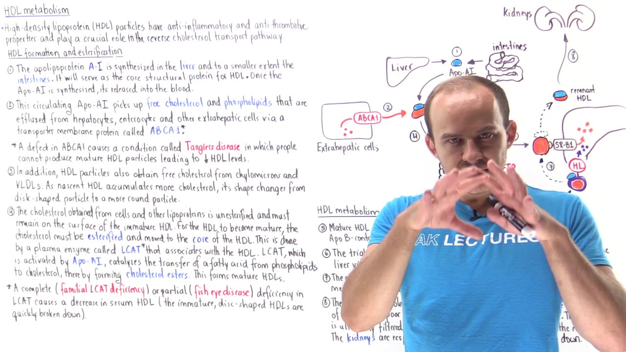 Metabolism of high-density lipoproteins (HDLs)