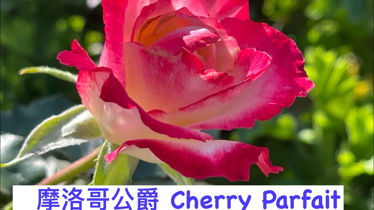 丰花月季：摩洛哥公爵樱桃派 Cherry Parfait