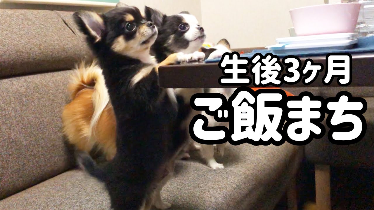 【ご注意】子犬チワワが可愛いすぎてキュンキュンしちゃいます♡心臓ドキドキですw【Chihuahua】【dog】【多頭飼い】