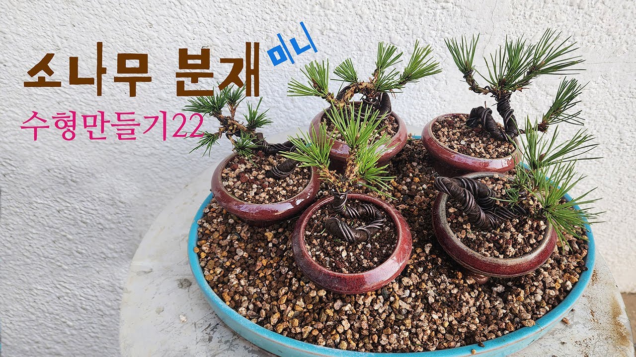 소나무분재 수형만들기22# 미니 소나무 분재 # pine bonsai mini