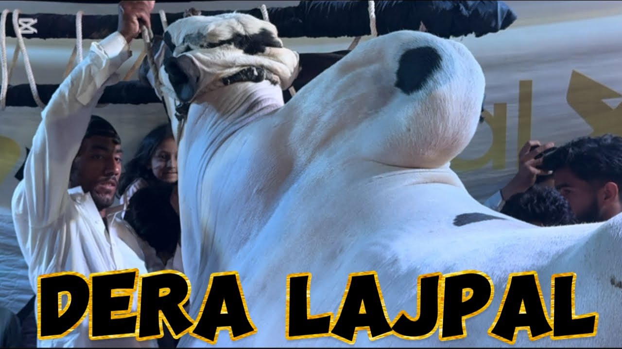 Dera Lajpal- Season 2025- opening ceremony-Qurbani collection -out of control bull- aggressive bull