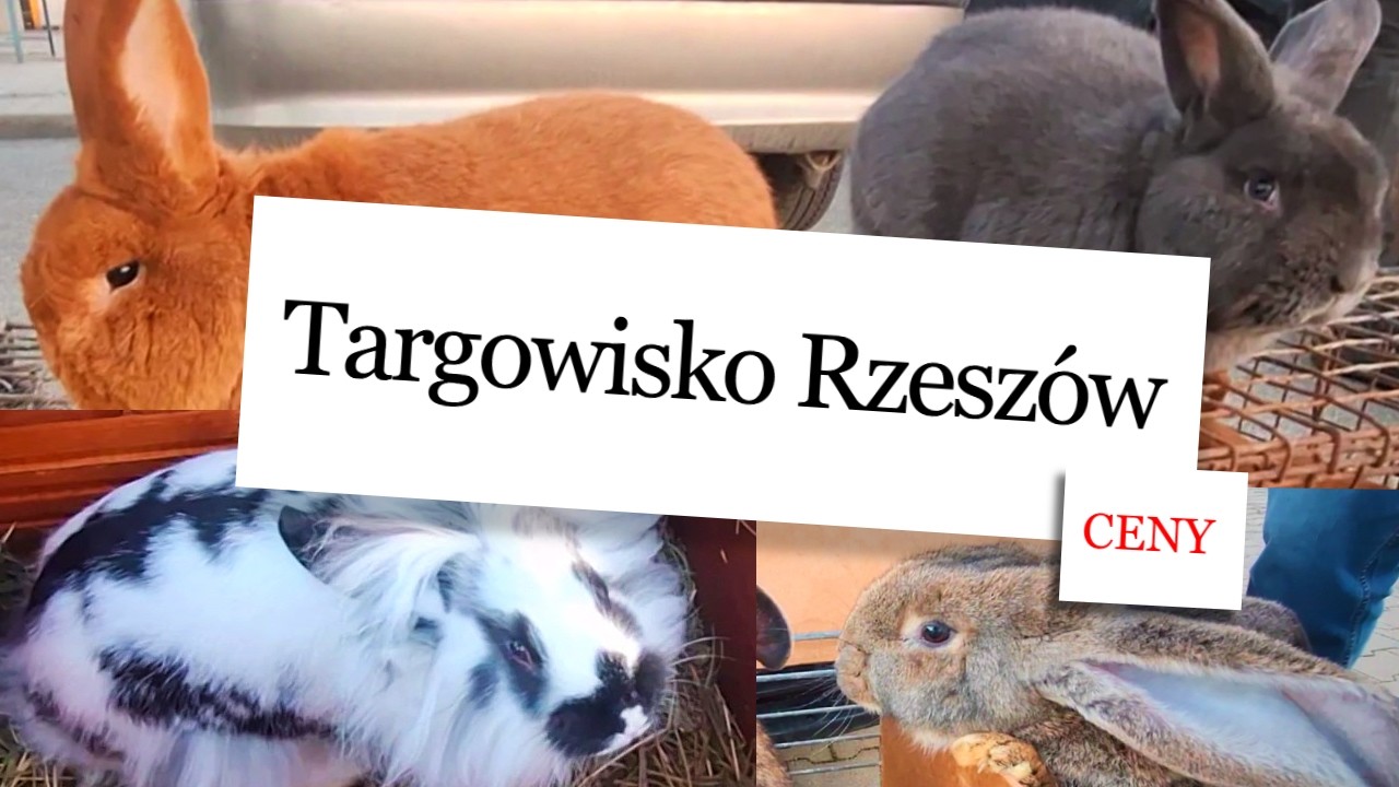 Giełda Rzeszów Szybcy i Puszyści
