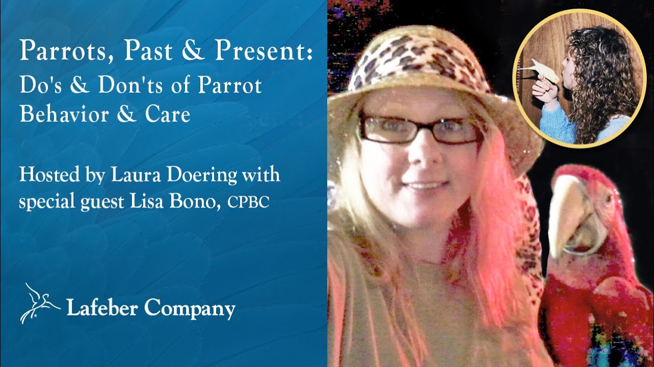 Parrots, Past & Present 4 – Do’s & Don’ts of Parrot Behavior & Care