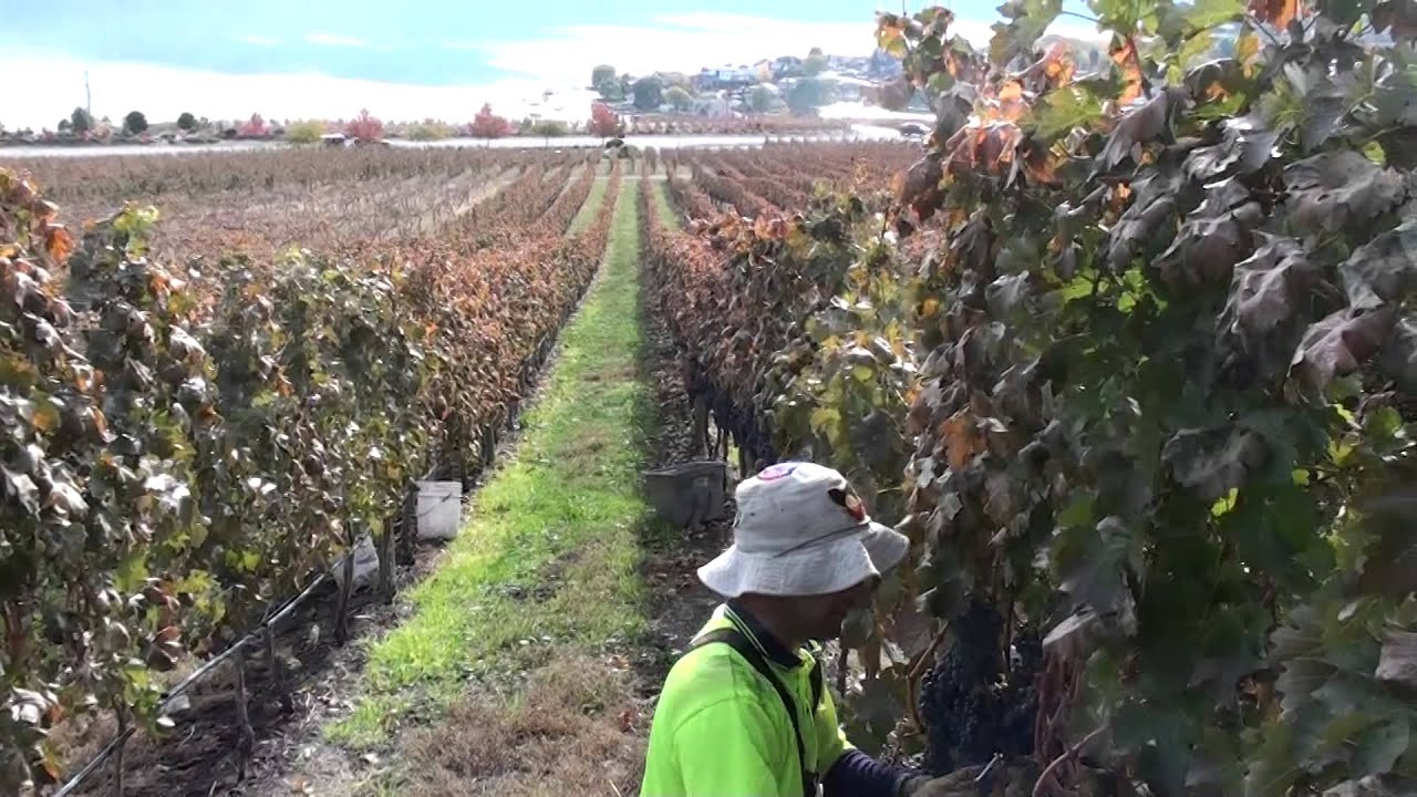 🍇FAST PICKING GRAPES CANADA-Westbank B.C🍇