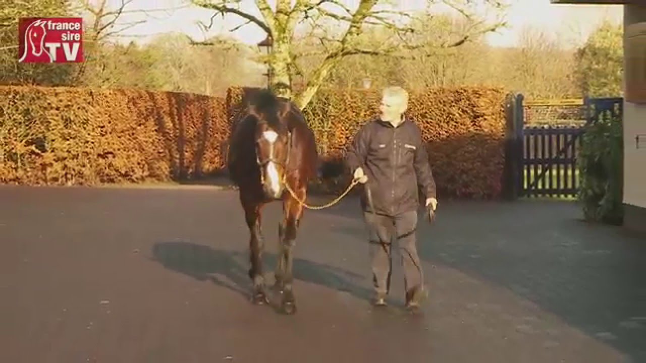 Coolmore Stud avec Gleneagles, Excelebration, Australia et Pour Moi - Irish Stallion Trail 2016