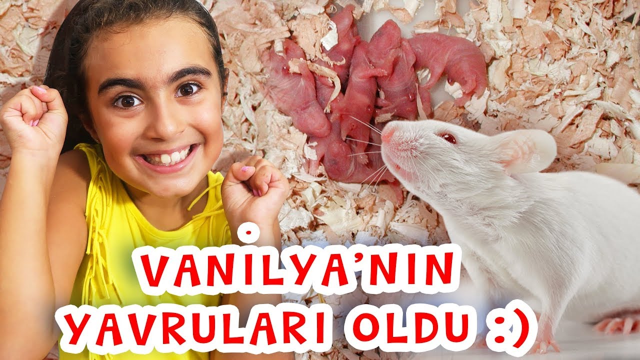 VANİLYA 'NIN YAVRULARI OLDU ( Umikids Mira Hamster Videoları )