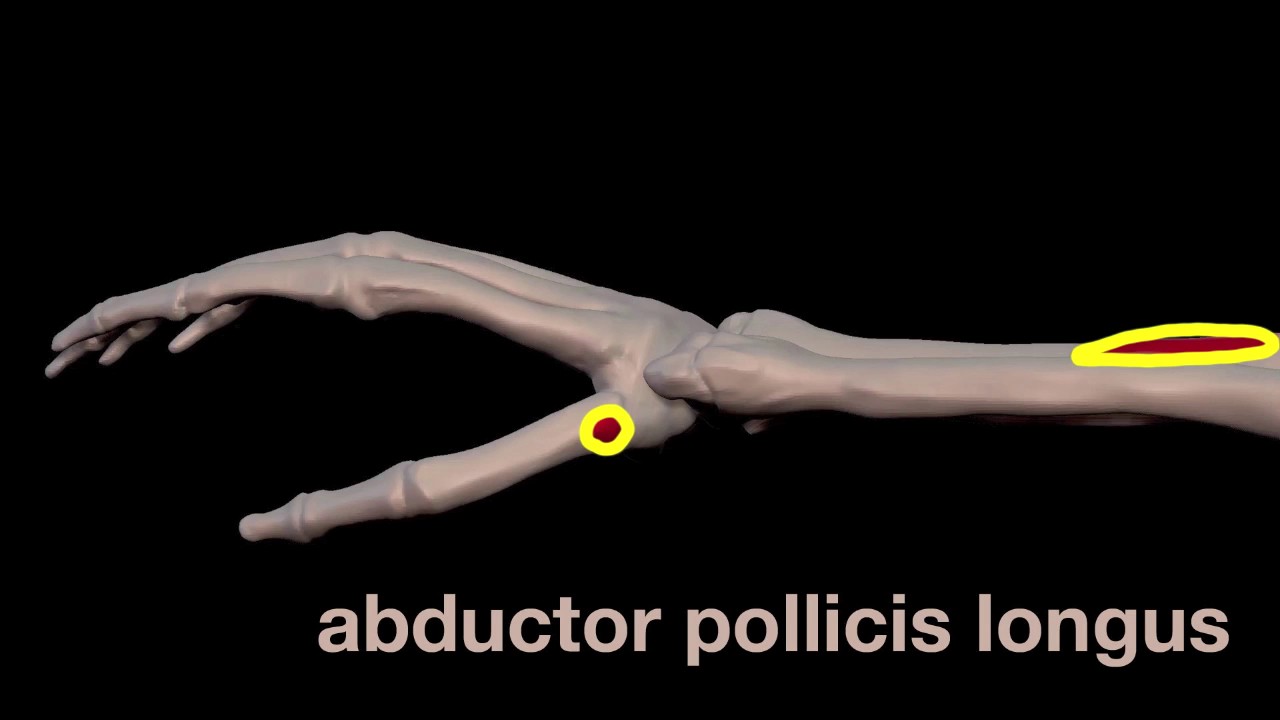 Arm Muscles: 35  Pollicis Muscles