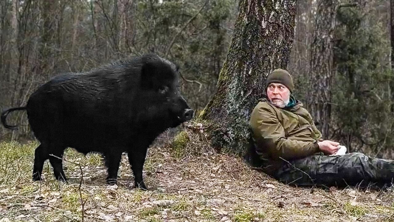 Мужчина встретил в лесу ДИКОГО КАБАНА, и это изменило его жизнь.