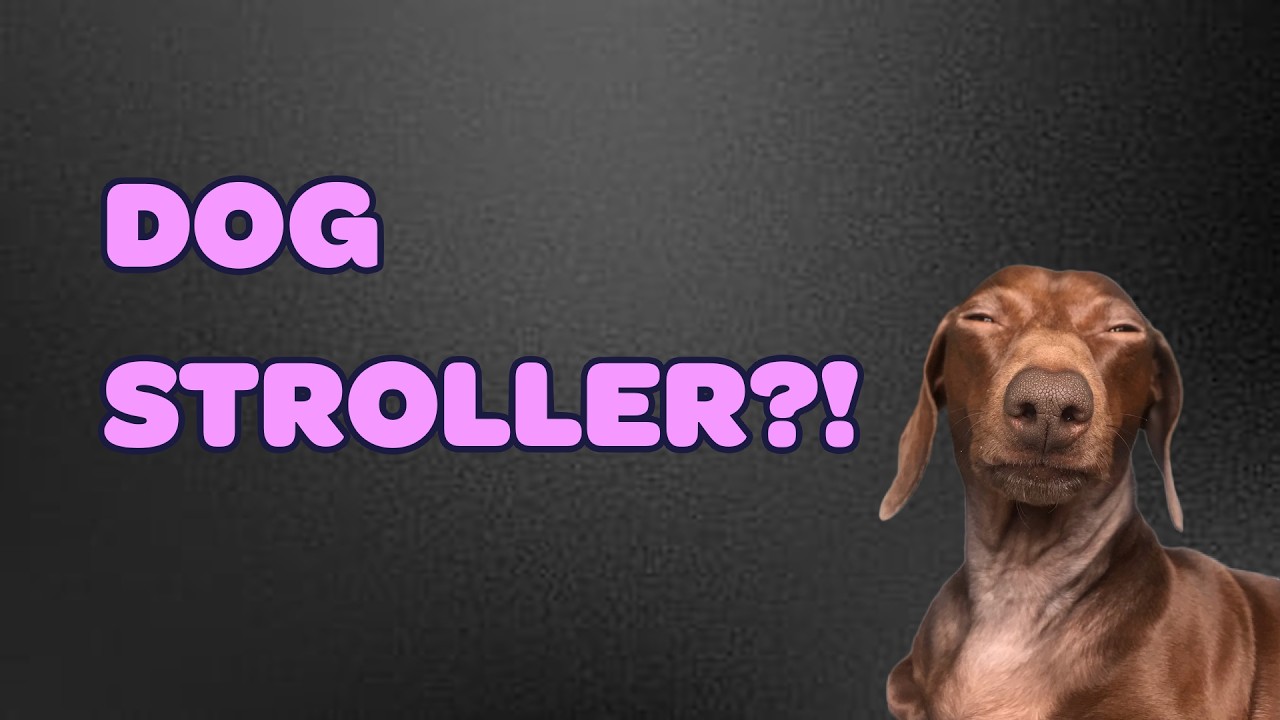 My Dachshund Can't Walk, Let's Build Her A Stroller! (non surgerical recovery for IVDD)