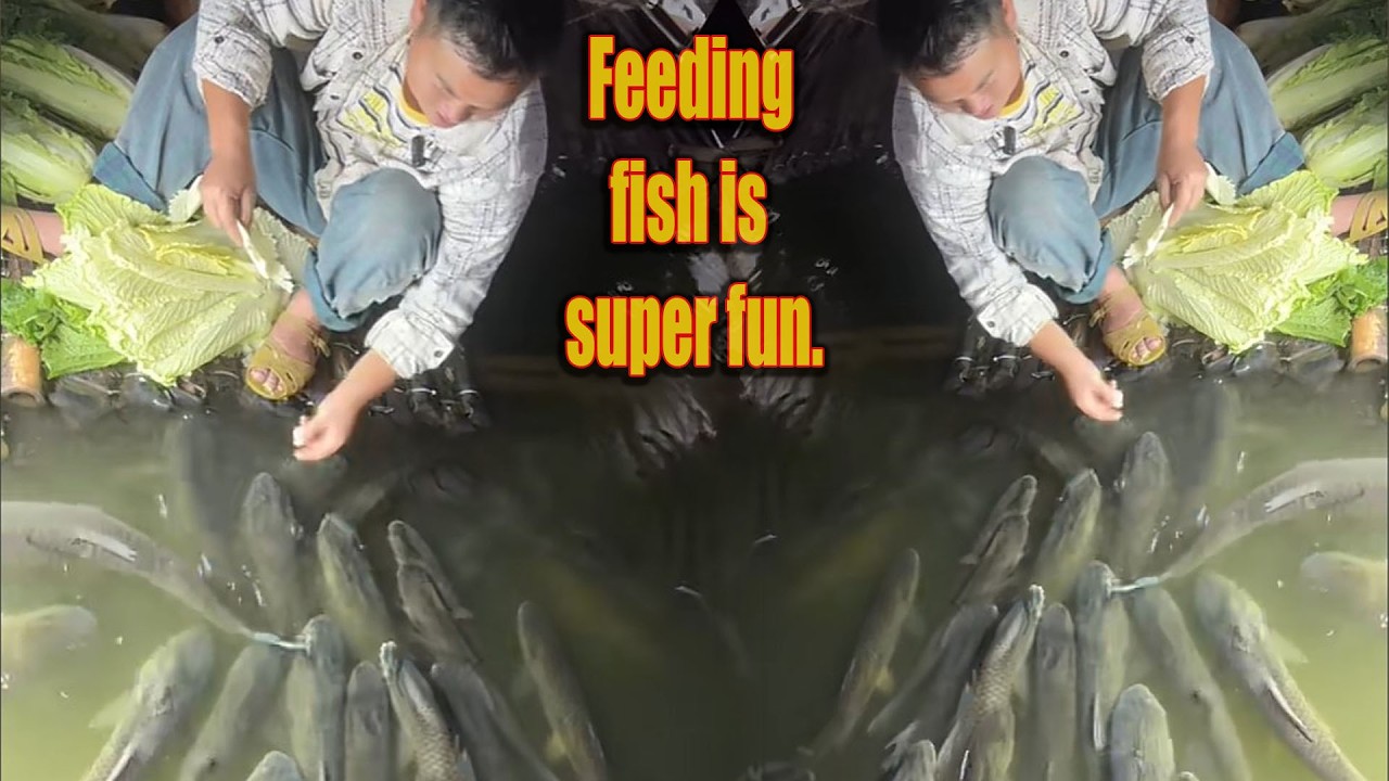 Feeding the fish  part 41 is super delicious!