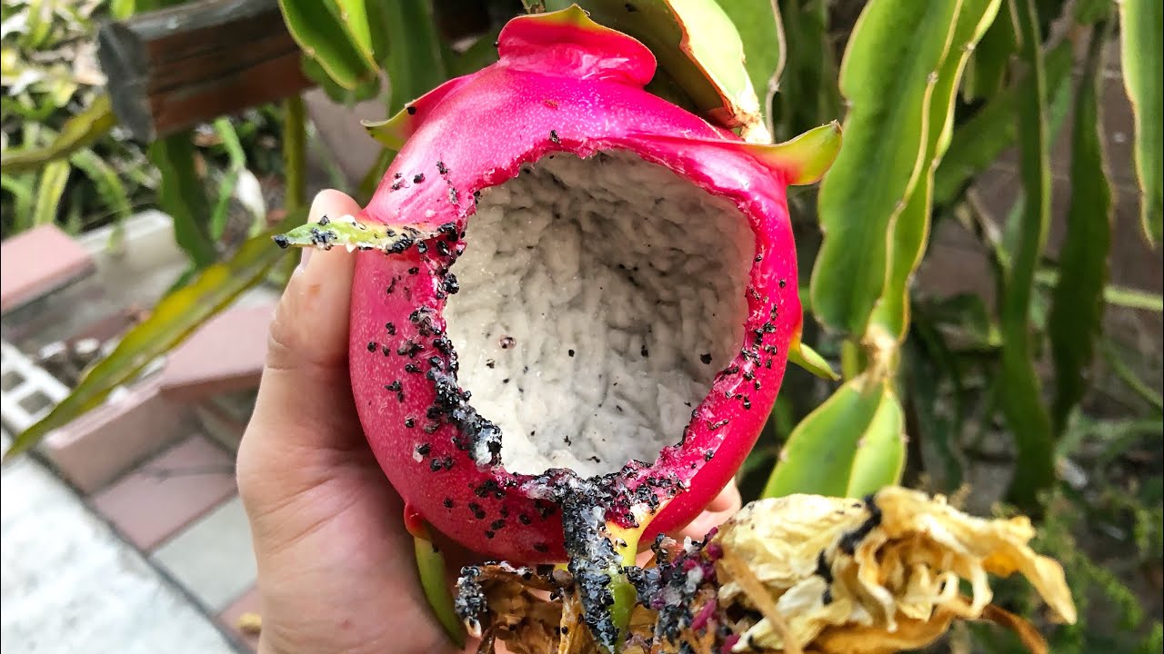 Protect Dragon Fruit From Pests