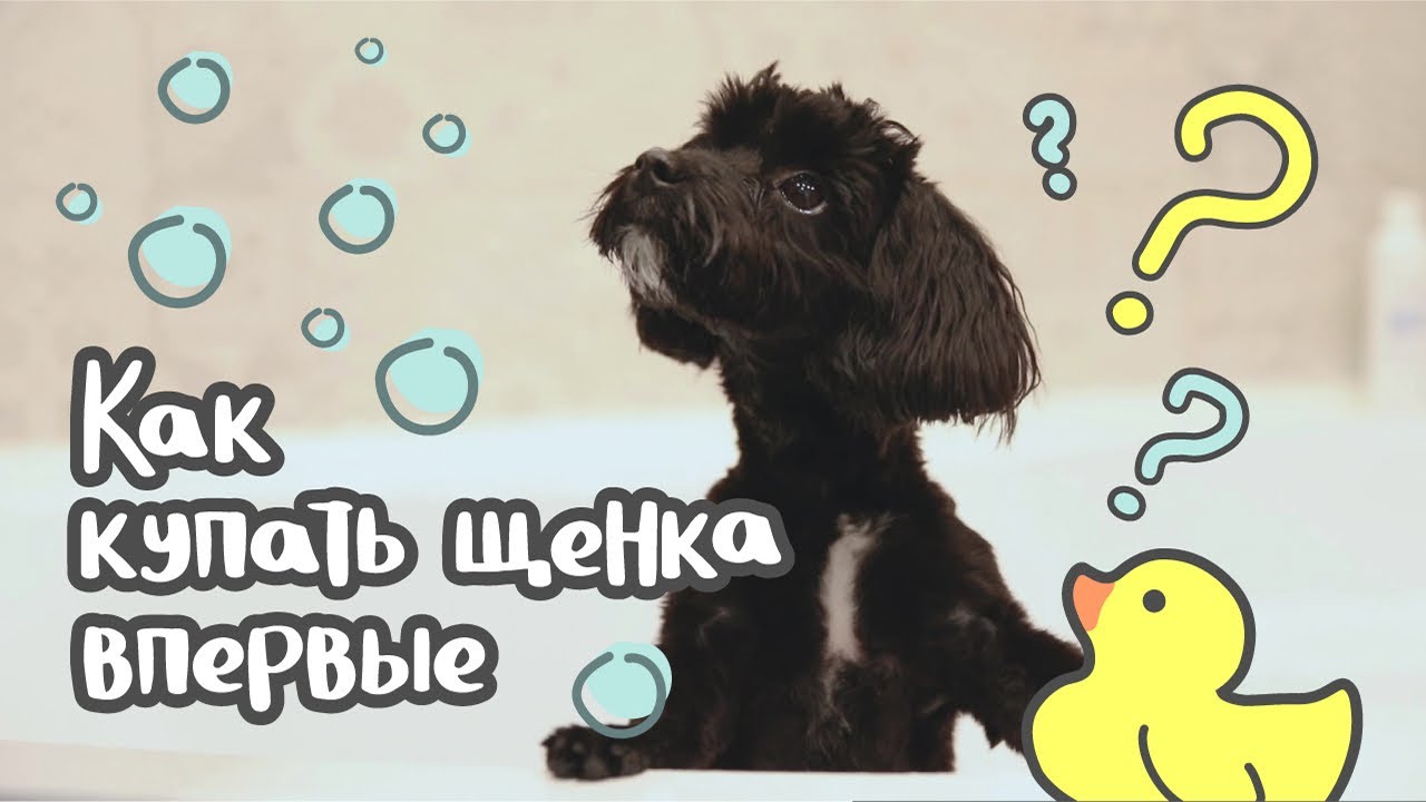 Как купать щенка в первый раз