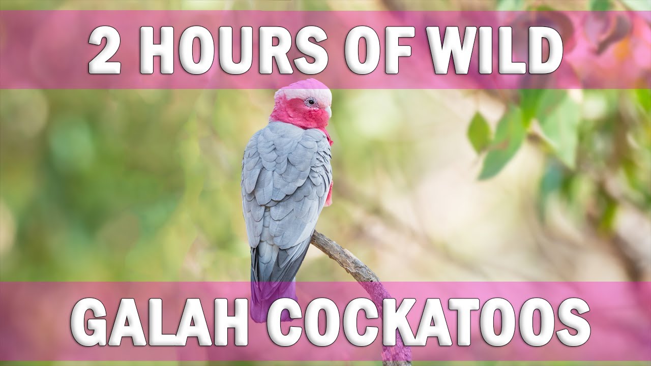 COMPANION PARROT SERIES | 2 Hours of Cockatoos!!! | TV For Parrots