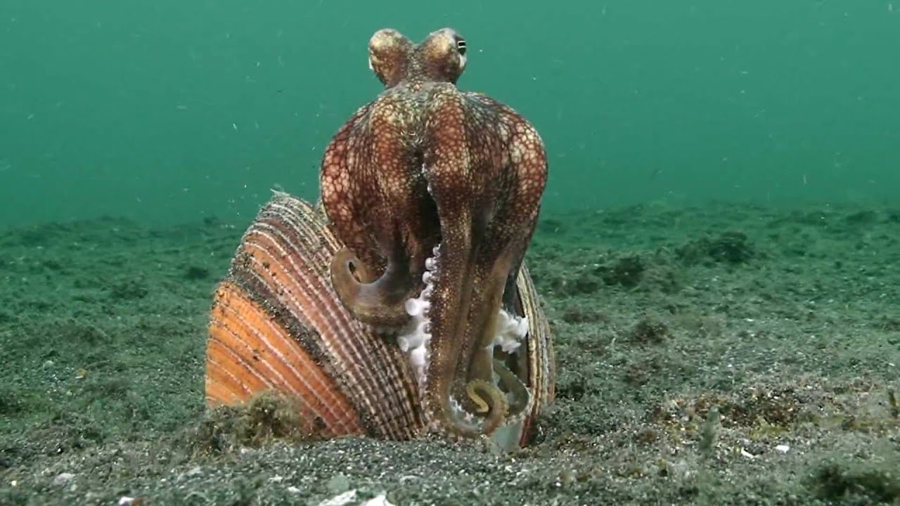 drôle d'histoire - octopus, clever and clean