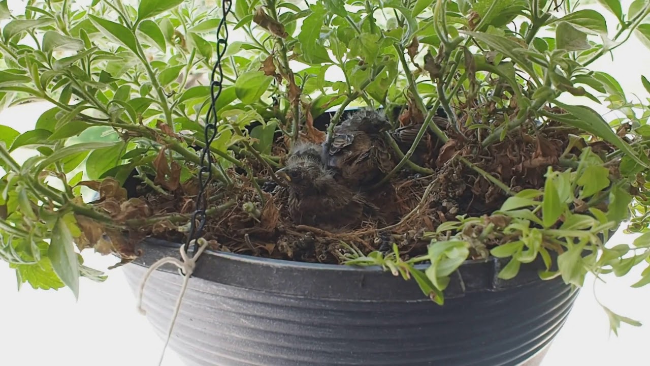 Baby finches go exploring