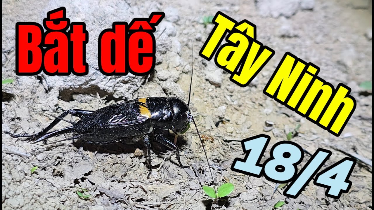 Trải nghiệm bắt dế Than dế lửa dế cồ ở Tây Ninh 18/4/2025