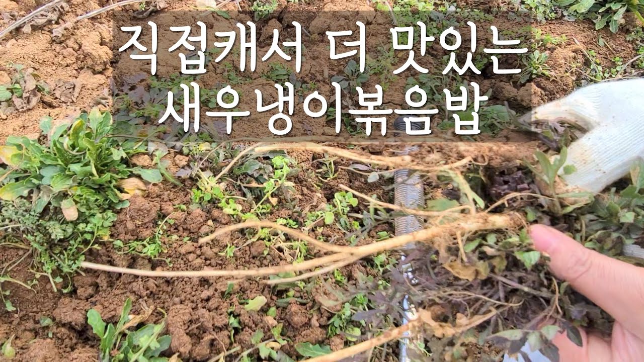 역대급 뿌리긴 냉이 군락지 발견 캐는것마다 월척이에요 새우냉이볶음밥 만들어볼게요