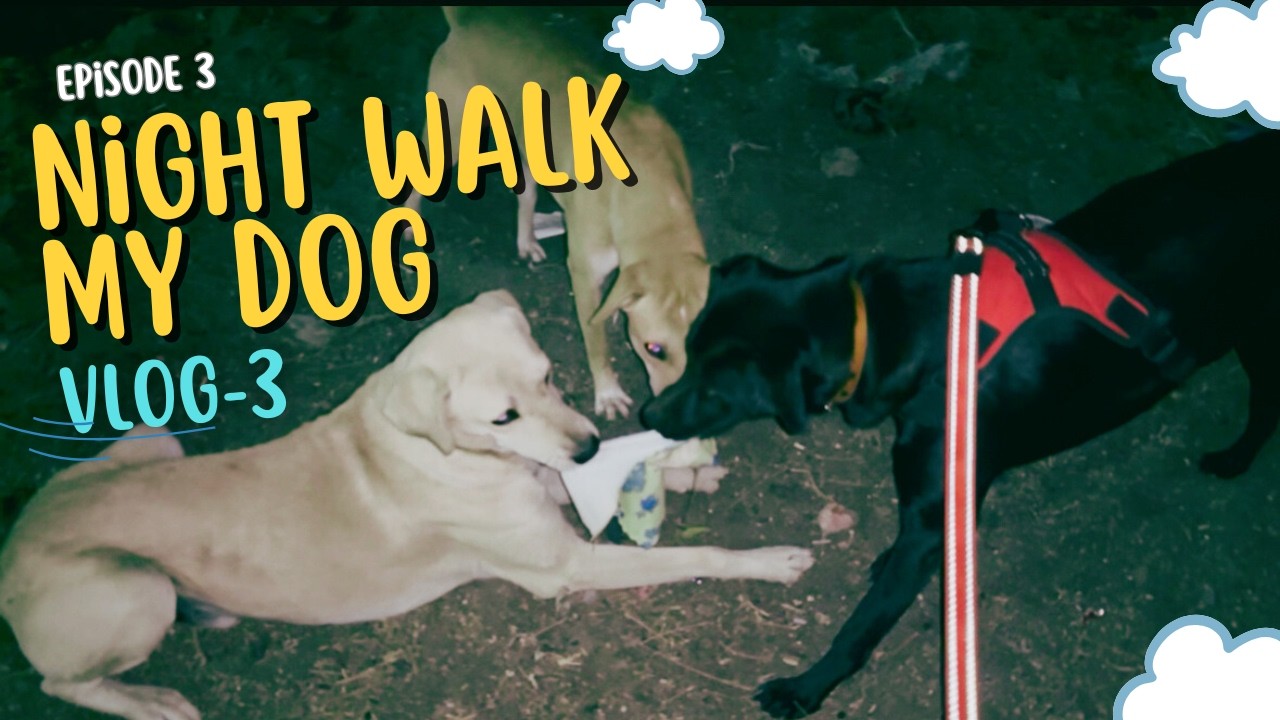25-min Night Walk with My Dog (+ An Unexpected House Guest 🐶)