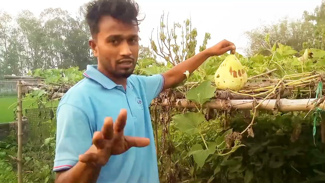 বস্তায় লাউয়ের চারা লাগানো হয়েছে I কি পরিমাণ লাউ ধরছে, না দেখলে মিস করবেন🐄🍐