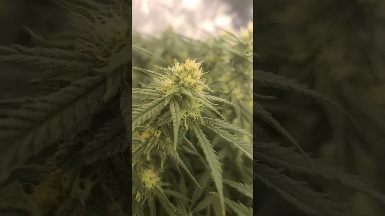 Bubba kush. seedsman
