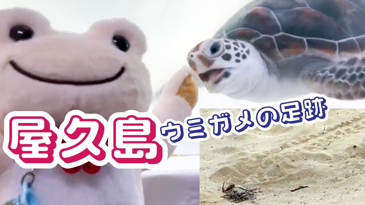 屋久島 ウミガメの赤ちゃんを見て ウミガメの足跡を見に行った！ いなか浜 / 屋久島うみがめ館