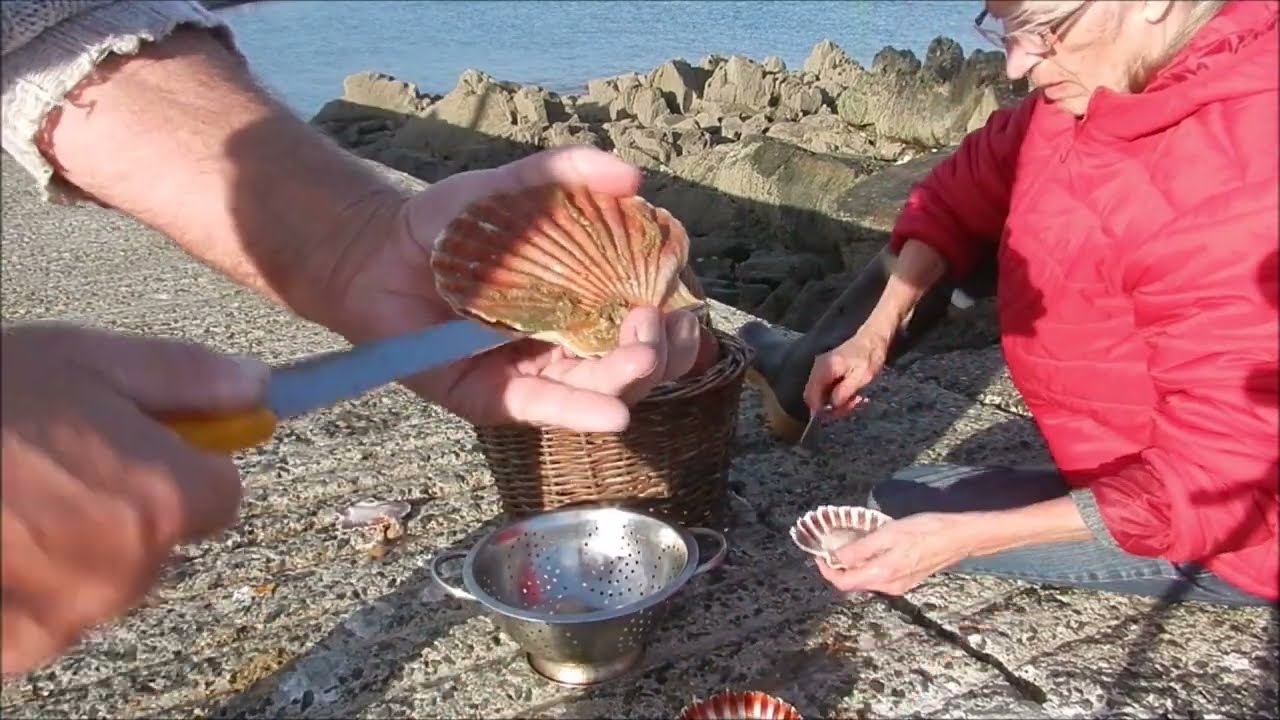 Truc & astuce pour Ouvrir les coquilles Saint Jacques pêcheur de Locquémeau Bretagne .