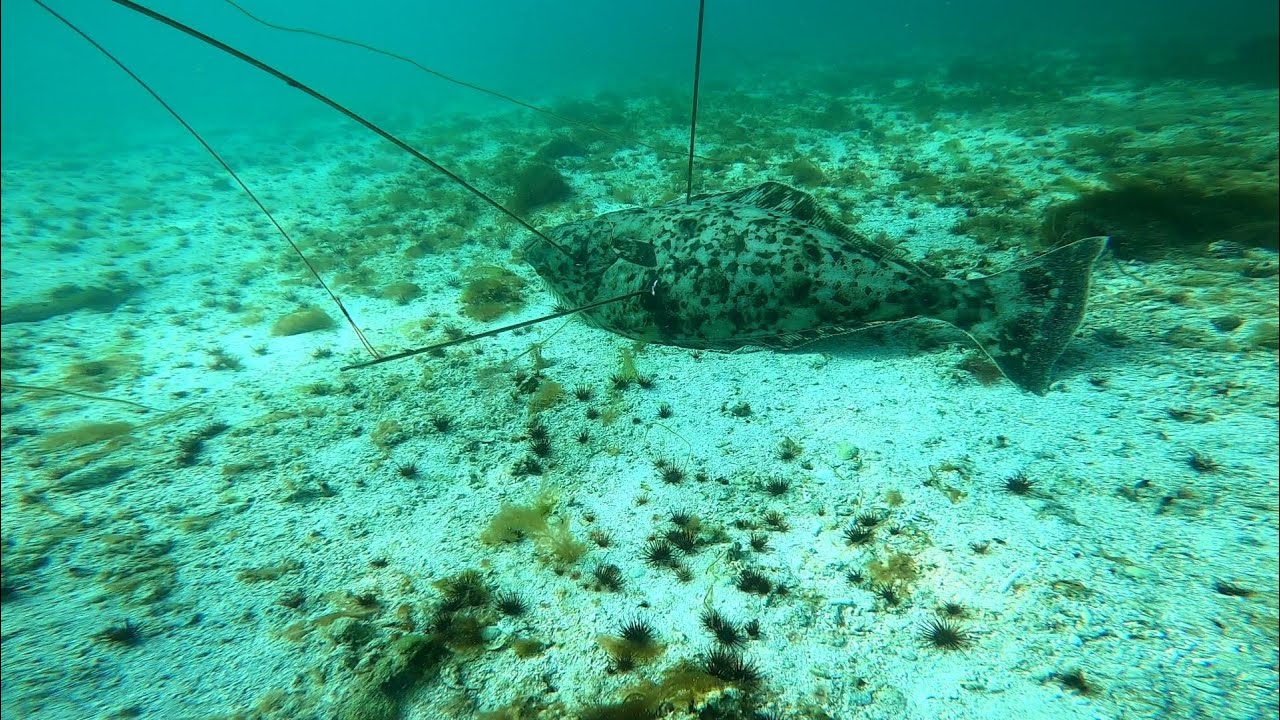 Spearfishing Atlantic HALIBUT under the ARCTIC midnight sun