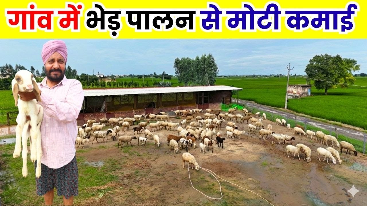गांव में रह कर शुरू किया भेड़ पालन ll Sheep Farm ll Sheep Farming ll Sheep Farm Business