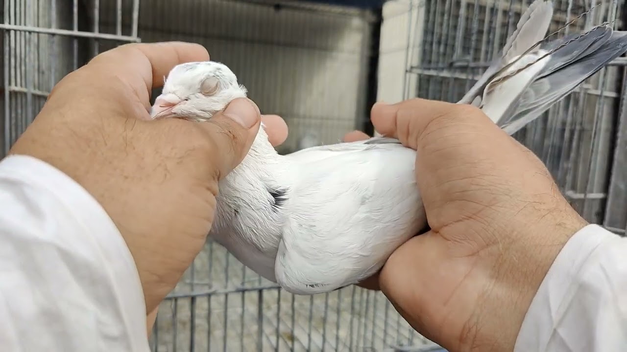 Saharanpuri Topidar young Pairs Available My what's up 03123348655