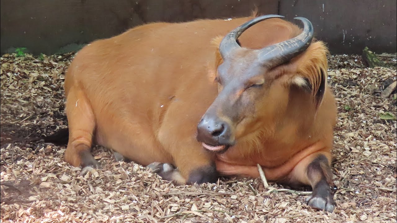 Bosbuffel Diergaarde Blijdorp 2024