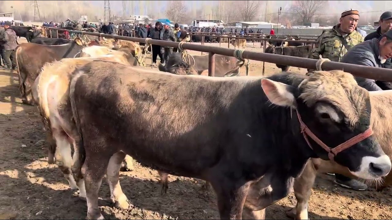 Бука базар торпоктар кызыган жэринен Арал мал базары 🔥🔥🔥