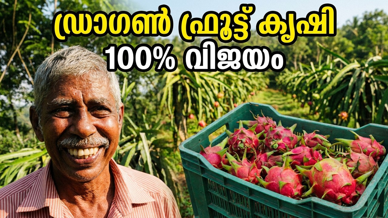 Dragon Fruit തൈ ഉണ്ടാക്കുന്നത് മുതൽ വിളവെടുപ്പ് വരെ അറിയേണ്ടതെല്ലാം