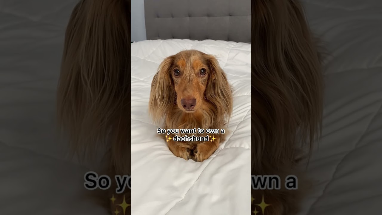 Any dachshund owners relate?😅🤪 #dachshund #dachshundsoftiktok #wienerdog #sausagedog #teckel