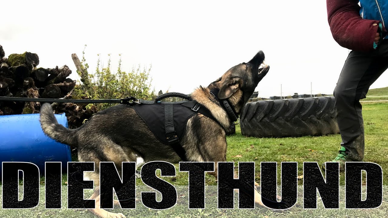 Diensthund, DSH 12 Monate, Triebwechsel & AUS