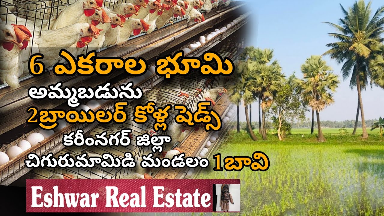 Broiler poultry farm  Total 6 acres agricultural land for sale karimnagar 