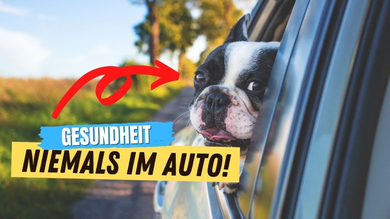 6 Dinge, die dein Hund NIEMALS im Auto tun sollte ⛔️