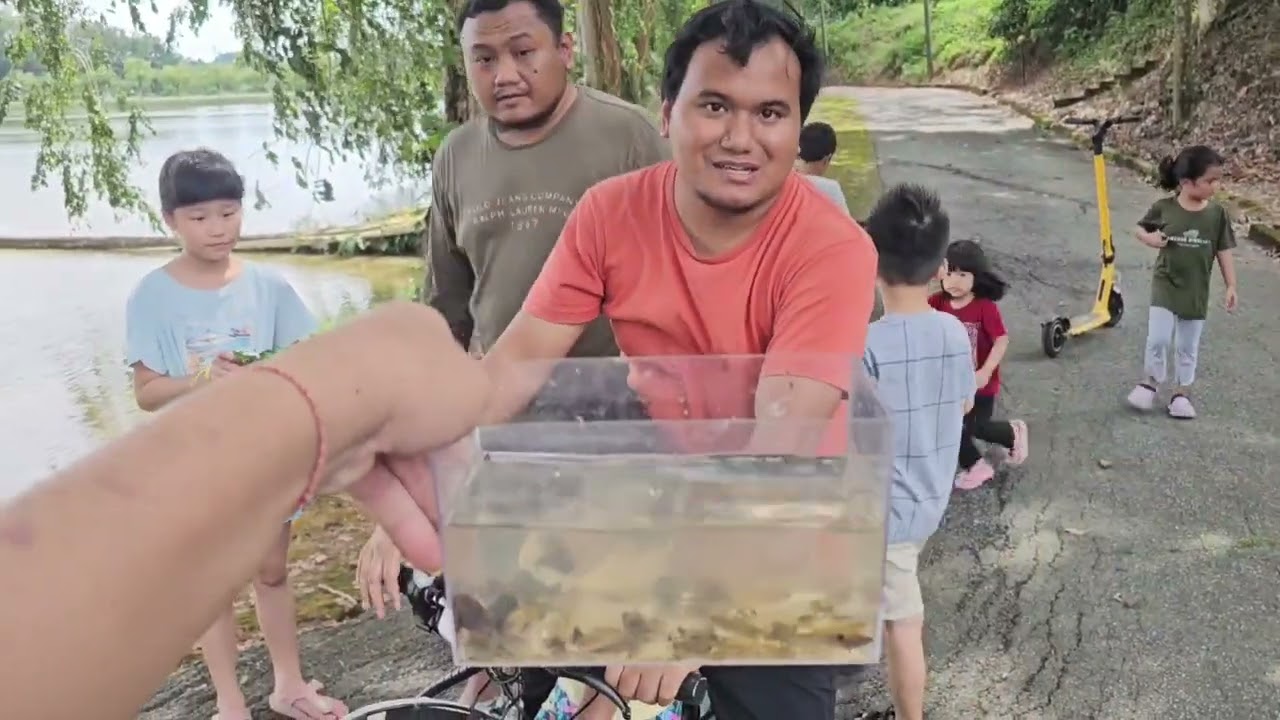 周末带娃野采 | 野生二线斗鱼 | 野采 | Family Day | 健康户外活动 | 亲子| 大自然 |Fish | Wild Catching Fish | Aquatic | 让孩子放下手机
