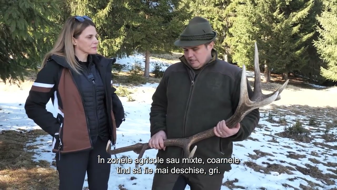 Székely Zöldokos 03/2025-Megtarthatjuk vagy sem az elhullajtott agancsot?/Căderea coarnelor