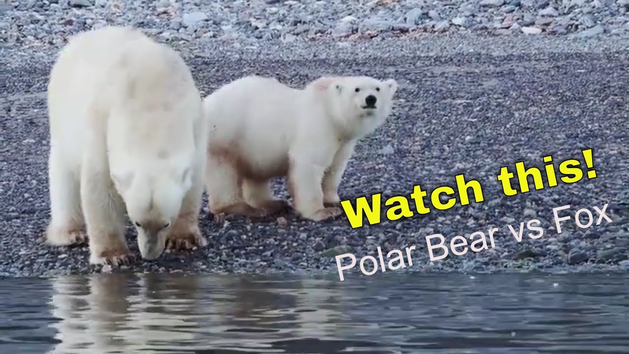 Rare encounter! Polar bears vs fox