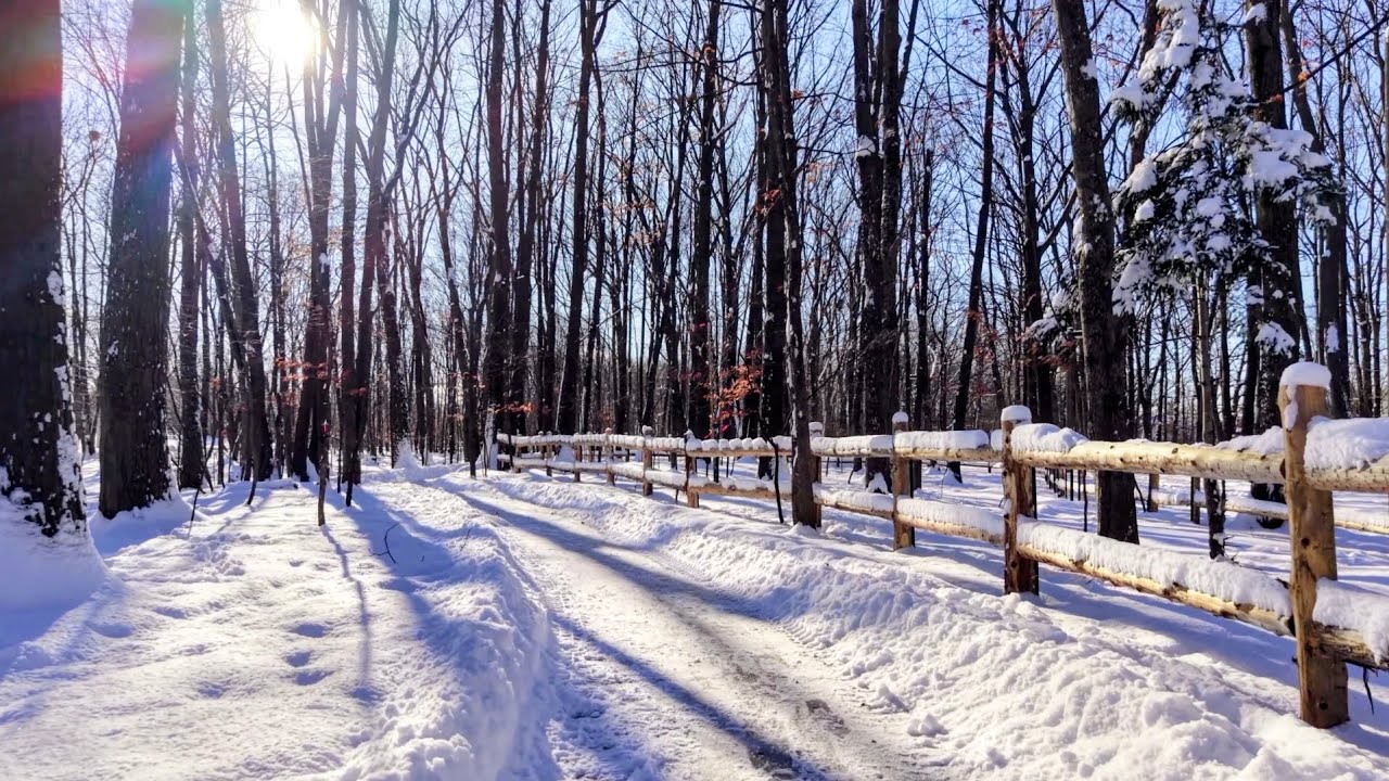 2026-01-01 Forêt du Parc Michel-Chartrand, Longueuil Québec Canada