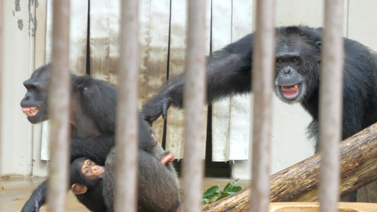 暴れん坊ロイとロッキー、私はミライに狙われていた（Rampage Loi and Rocky. I was targeted by Mirai）　とべ動物園　チンパンジー　202311