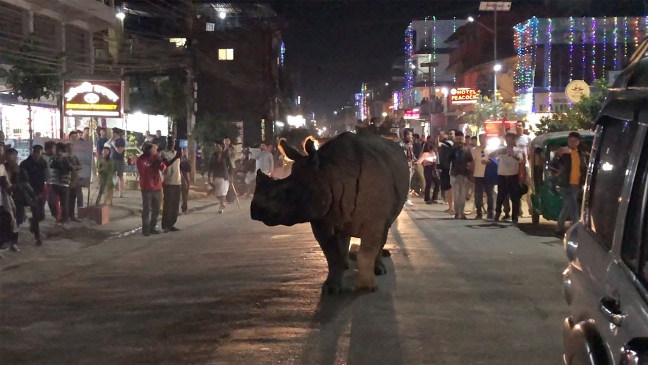 Rhino Takes Stroll Through Nepal Town