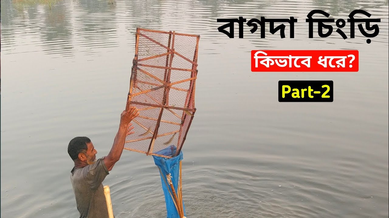 Part-2: বাগদা চিংড়ি কিভাবে ধরা হয় | how to catch bagda or prawn shrimp | আটন বা চারু