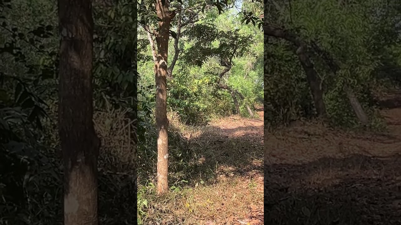 Hidden Jungle of Hotegali, Karnataka | Unreal Vibes