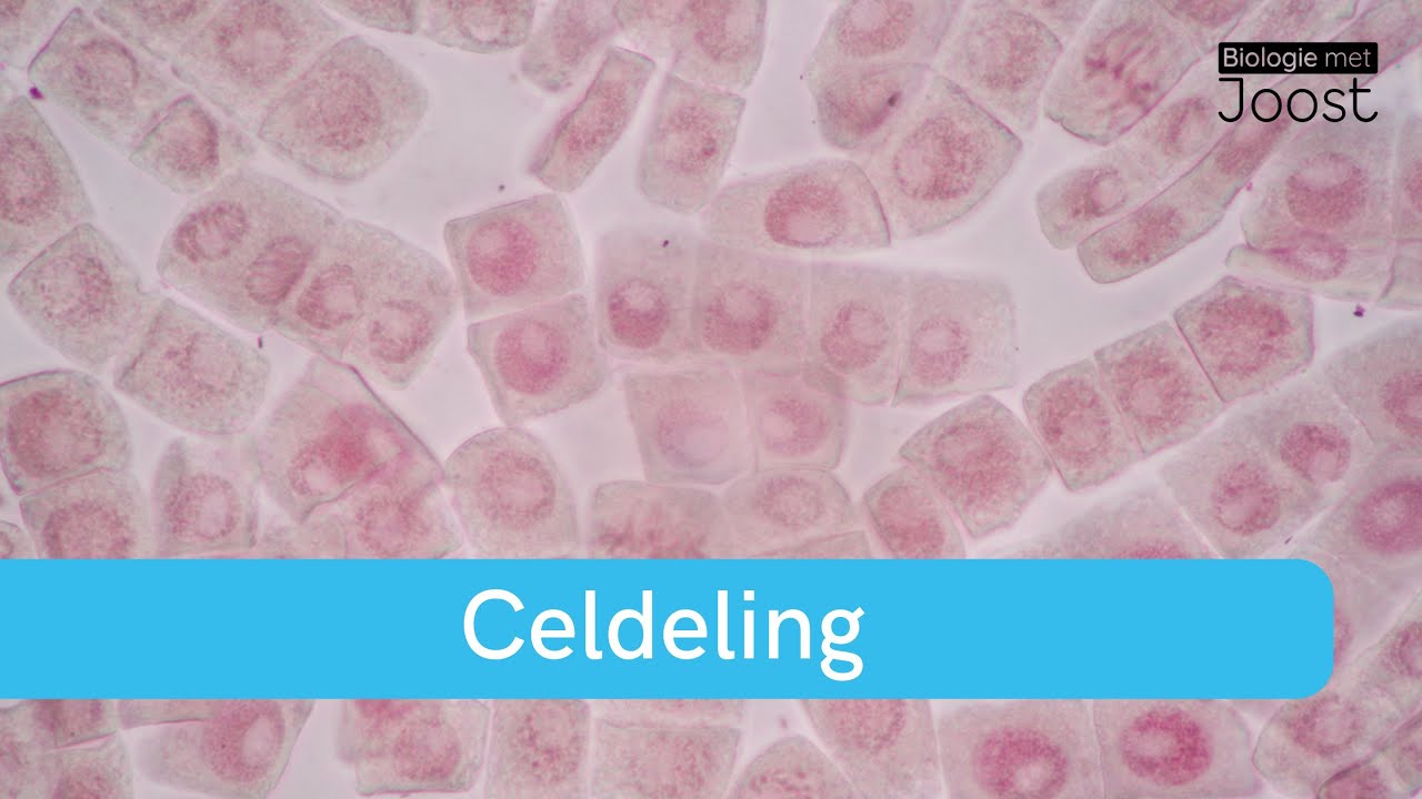 Celdeling | Gewone celdeling en reductiedeling | Mitose en meiose | Samenvatting